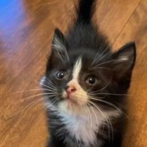 Meet your Posher, Charlotte